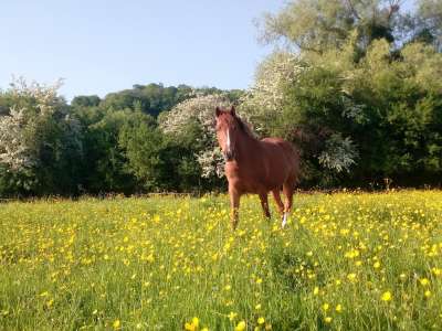 © Les Écuries de Saint Paul