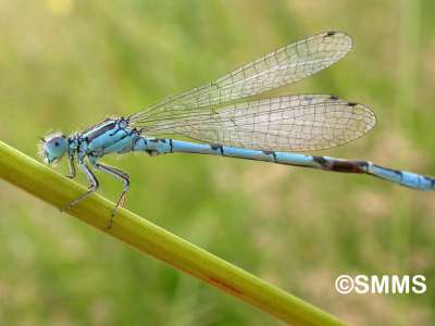 © Syndicat Mixte du Marais de Saône