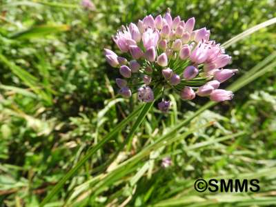 © Syndicat Mixte du Marais de Saône
