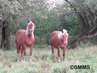 © Syndicat Mixte du Marais de Saône
