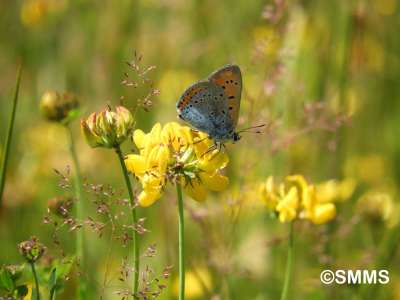 © Syndicat Mixte du Marais de Saône
