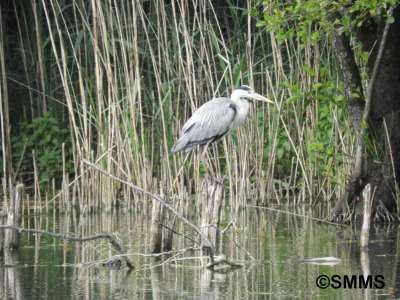 © Syndicat Mixte du Marais de Saône